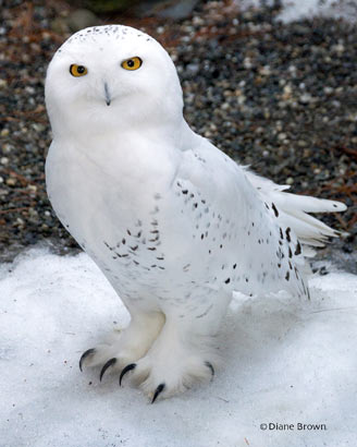 Snowy Owl - a beautiful picture taken by Diane Brown.