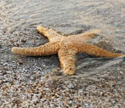 Starfish